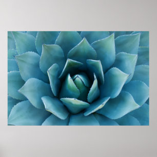 Blå Agave Poster