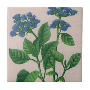 blå ageratum kakelplatta