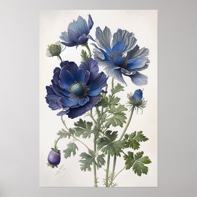 Blå Anemon Blommor Konsttryck Poster (Framsidan)
