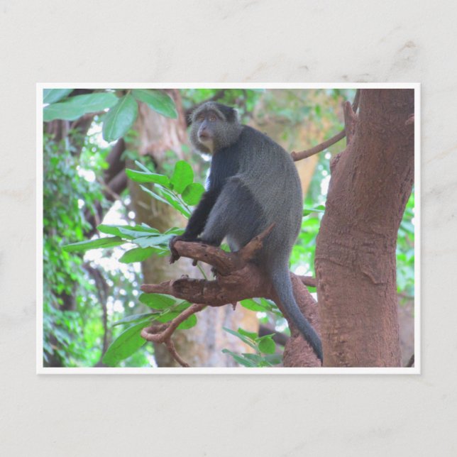 blå apa vykort (Framsida)