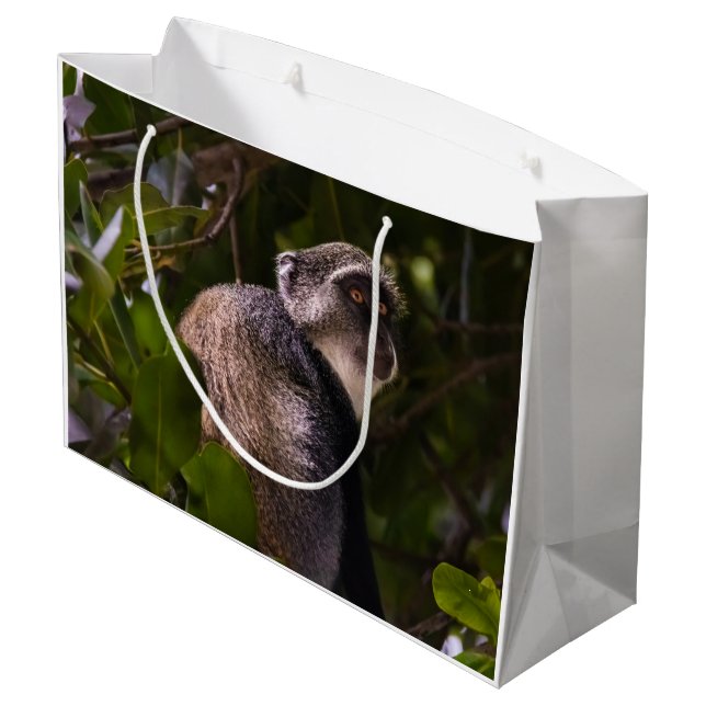 Blå apa, Zanzibar (Baksidan Vinklad)