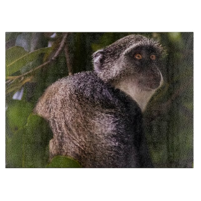 Blå apa, Zanzibar (Framsidan)