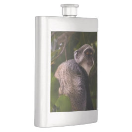 Blå apa, Zanzibar Fickplunta