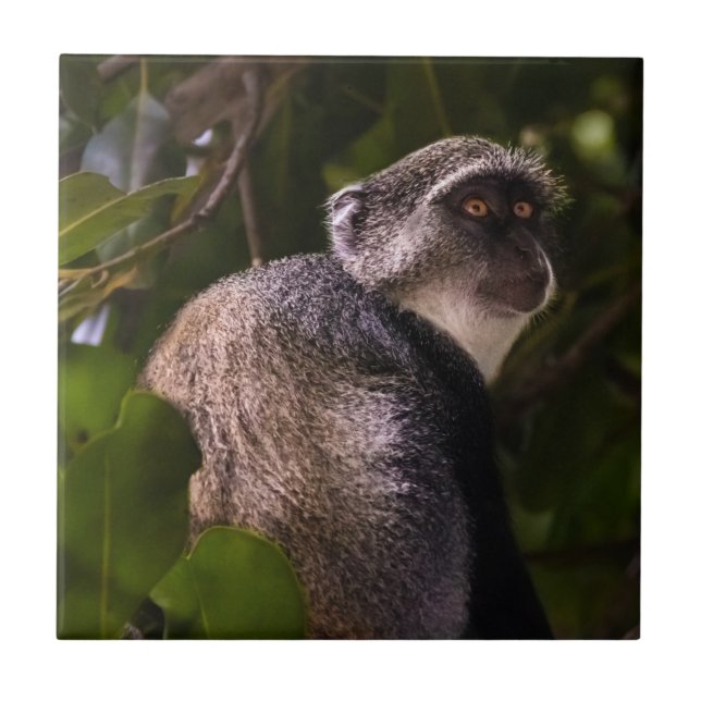 Blå apa, Zanzibar Kakelplatta (Framsidan)