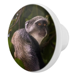 Blå apa, Zanzibar Knopp