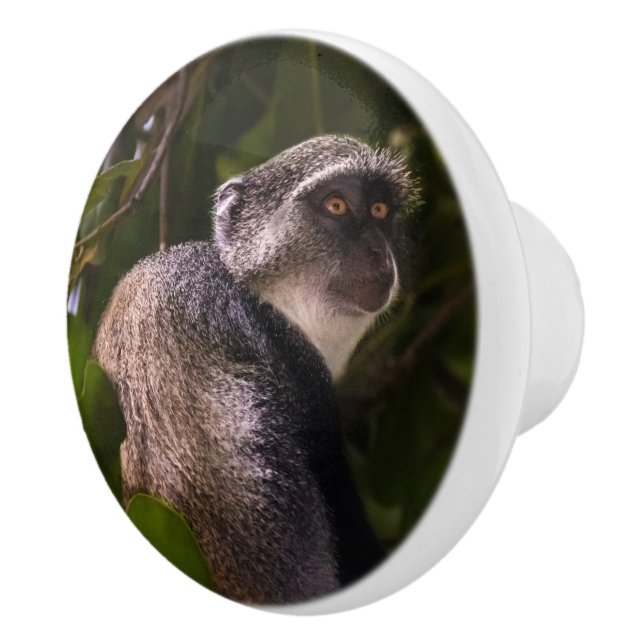 Blå apa, Zanzibar Knopp (Höger)