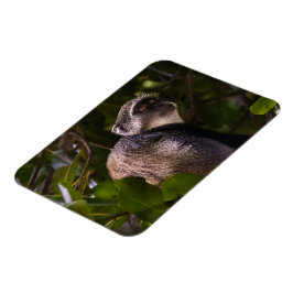 Blå apa, Zanzibar Magnet