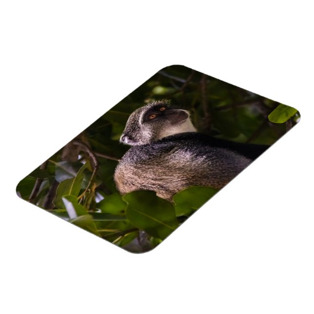 Blå apa, Zanzibar Magnet (Vänstra Sidan)