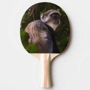 Blå apa, Zanzibar Pingisracket