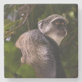 Blå apa, Zanzibar Stenunderlägg