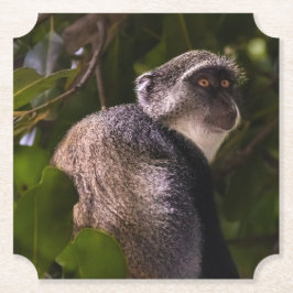 Blå apa, Zanzibar Underlägg Papper