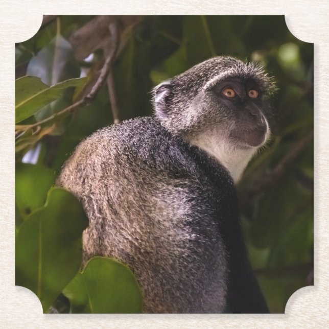 Blå apa, Zanzibar Underlägg Papper (Framsida)