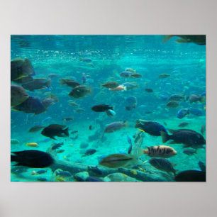 Blå bassäng av cichlider som simmar runt design poster