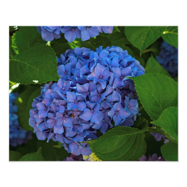 Blå - blå Hydrangea Fototryck (Framsidan)