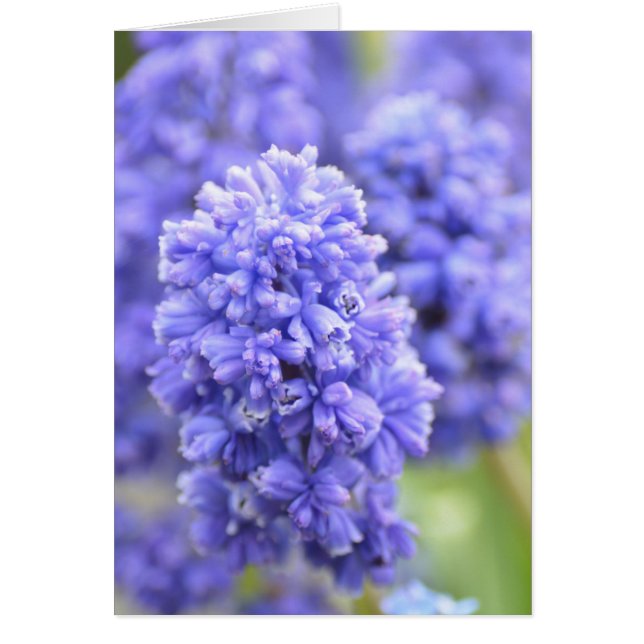 Blå blå Klockor Hälsningskort (Framsidan)