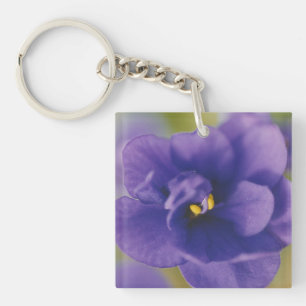 Blå blomma från Violet Saintpaulia Zoomed