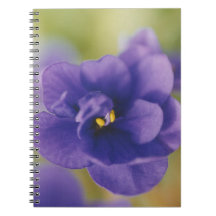 Blå blomma från Violet Saintpaulia Zoomed