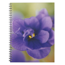 Blå blomma från Violet Saintpaulia Zoomed Anteckningsbok