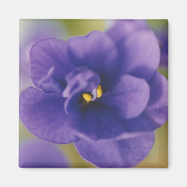 Blå blomma från Violet Saintpaulia Zoomed Magnet (Framsidan)