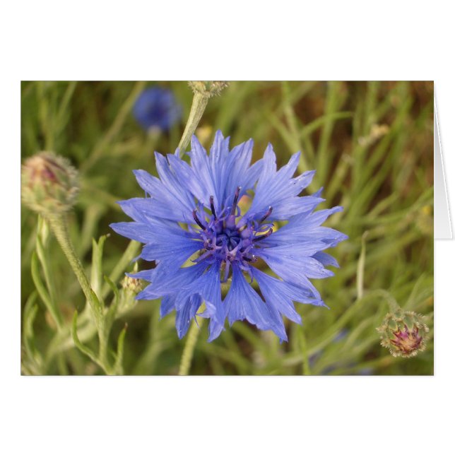 Blå blomma hälsningskort (Framsidan Horizontal)