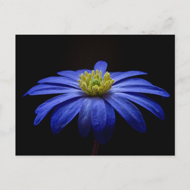 Blå blomma vykort (Framsida)