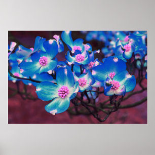 Blå blommar av Dogwood Poster