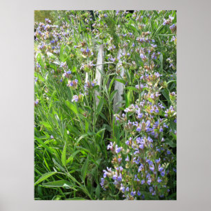 Blå Blommar Sage Herbal Photography Poster