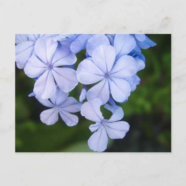 Blå Blommig Bokeh Vykort (Framsida)