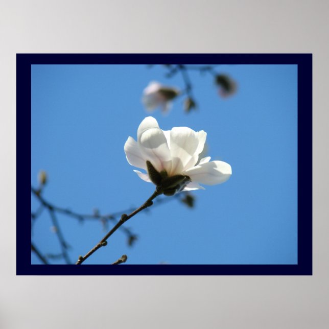 Blå blommig konsttryck Magnolia Träd Blomma Poster (Framsidan)