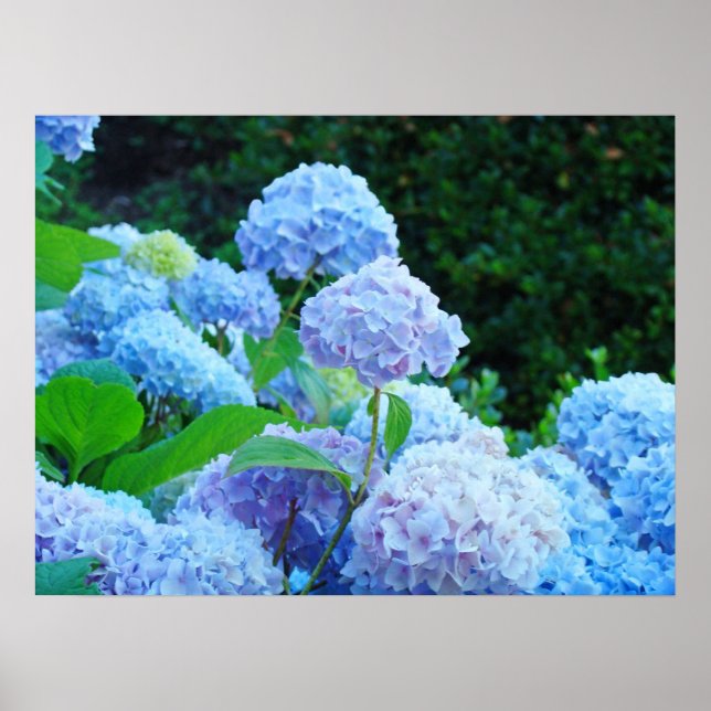 Blå Blommiga Fina Konsttryck Hortensia Blommor Poster (Framsidan)