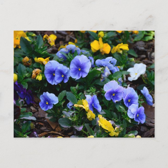Blå blommor av vibrant blå persilja vykort (Framsida)