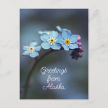 Blå blommor Glöm mig inte Hälsningar från Alaska