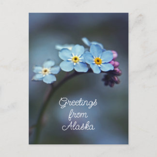 Blå blommor Glöm mig inte Hälsningar från Alaska Vykort
