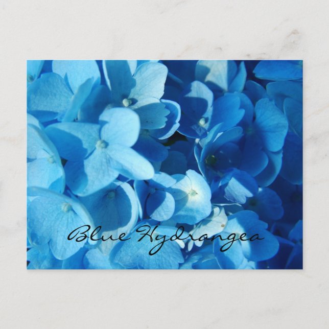 Blå blommor, hortensia vykort (Framsida)
