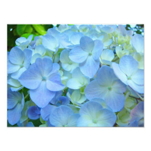 Blå blomsterhydrangeor Blommor konsttryck Fototryck