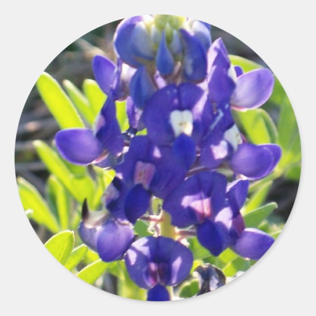 Blå Bonnet Runt Klistermärke (Framsida)