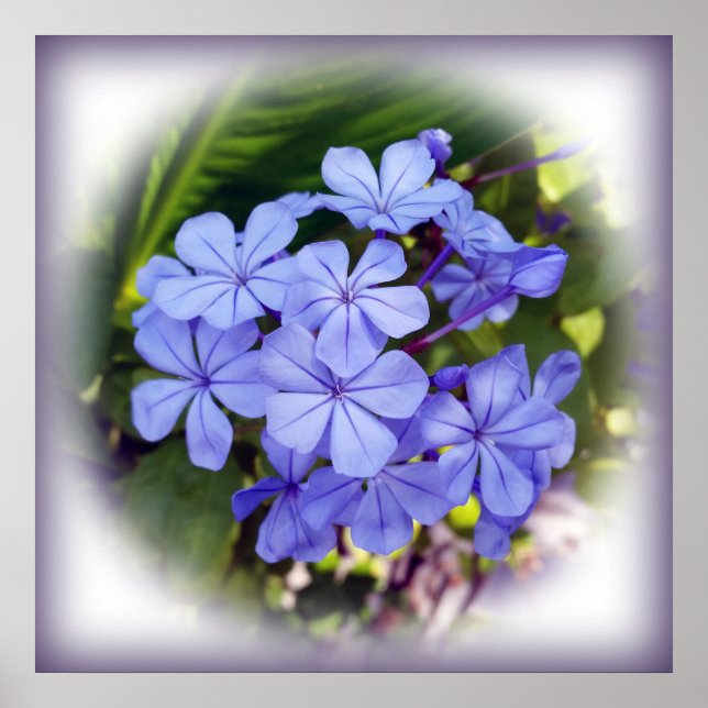 blå bukett poster (Framsidan)