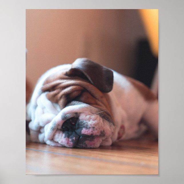 Blå bulldog Bown and White Puppy Poster (Framsidan)