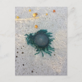 Blå Button Jellyfish (porpita porpita). Vykort