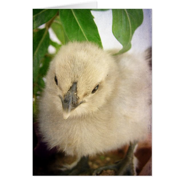 Blå Chick Hälsningskort (Framsidan)