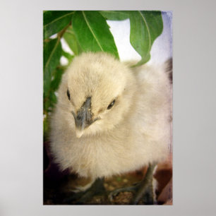 Blå Chick Poster