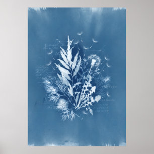 Blå Cyanotypi Sjöalger Maskros Botanisk Konst Poster