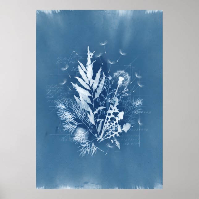 Blå Cyanotypi Sjöalger Maskros Botanisk Konst Poster (Framsidan)
