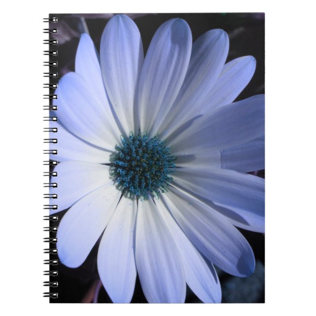 Blå Daisy - blomma bärbar dator Anteckningsbok (Framsidan)