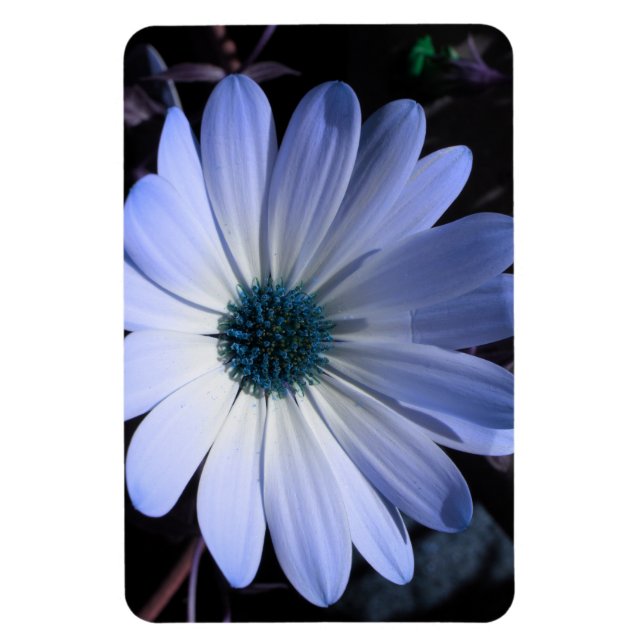 Blå Daisy - Flower Premium Magnet (Vertikal)