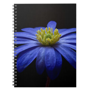 Blå Daisy Gerbera Flower på svart bakgrund Anteckningsbok Med Spiral