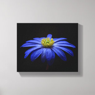 Blå Daisy Gerbera Flower på svart bakgrund Canvastryck