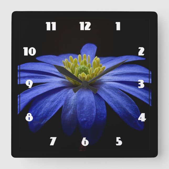 Blå Daisy Gerbera Flower på svart bakgrund Fyrkantig Klocka (Framsida)