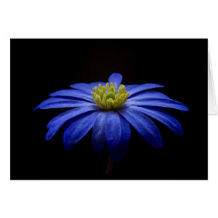 Blå Daisy Gerbera Flower på svart bakgrund Hälsningskort