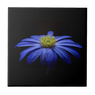 Blå Daisy Gerbera Flower på svart bakgrund Kakelplatta